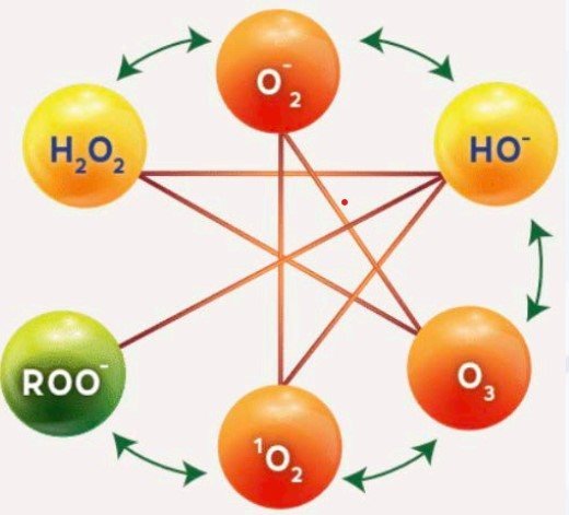 The family of reactive oxygen species (ROS) generated by DZ 9966.