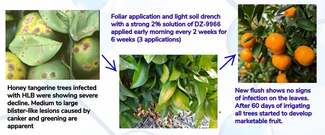 HLB-infected citrus before treatment and marketable fruit after a DZ 9966 program.