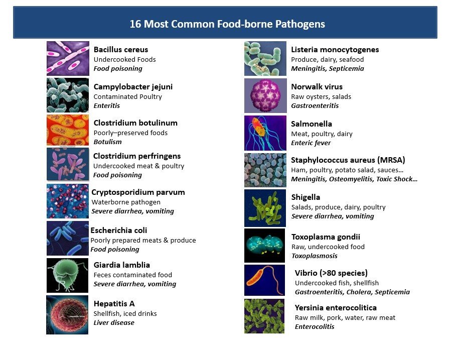 The 16 most common food-borne pathogens DZ 9966 targets.