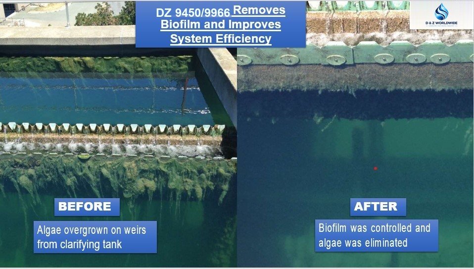 Before and after: algae overgrowth on clarifier weirs eliminated after treatment.