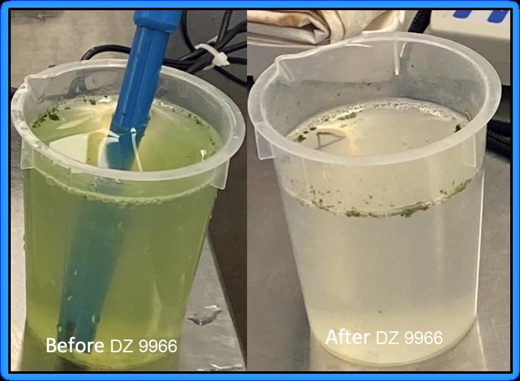 Before and after DZ 9966: algae-laden water clarifies.