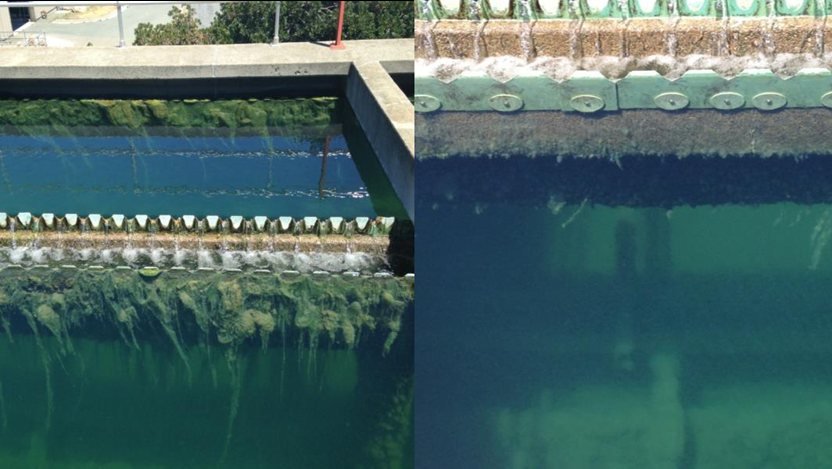 Algae-choked basins are a target for DZ 9966 treatment.