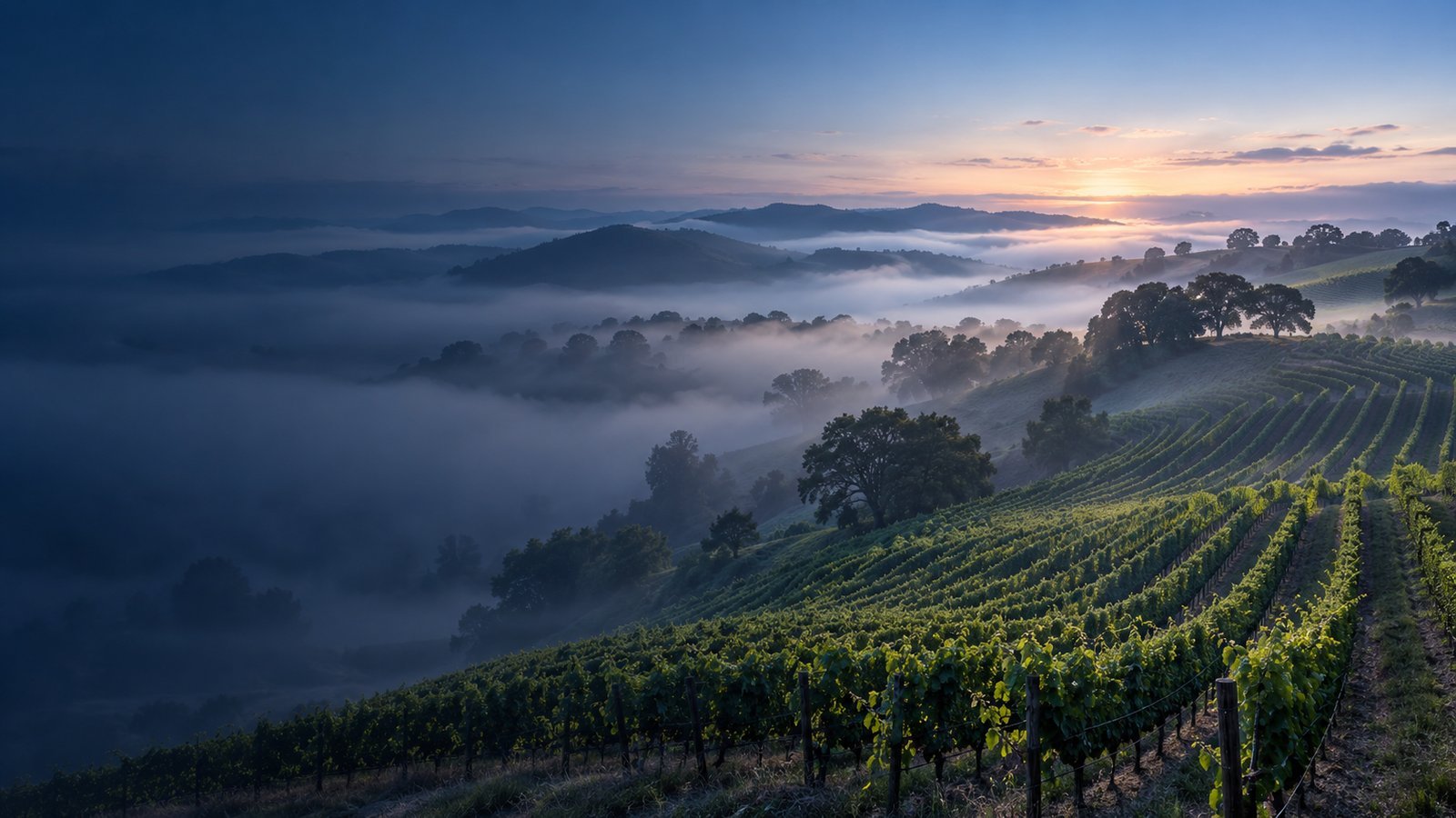 Vineyard yield increase